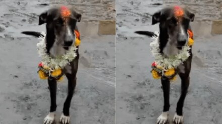 Warkari Man's lost Dog in ashadhi yatra Walks 200 Km From Pandharpur to Village To Reunite With Owner