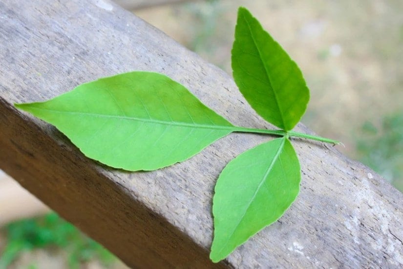 Consuming Bael Patra on an empty stomach
