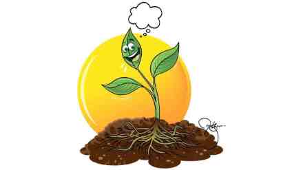balmaifal, story for kids, Roots and Trunk story, Cooperation story, plant story, unity story, Unity in Diversity, balmaifal article,