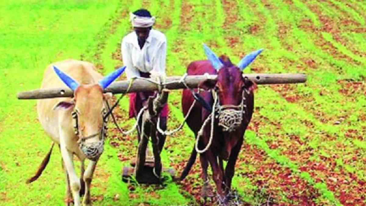 In Malegaon taluka government was defrauded by showing fake crop insurance in 500 hectares area