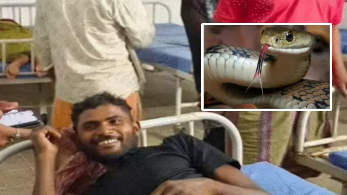 snake died after being bitten by a man