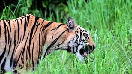 tiger eat grass, Palasgaon buffer zone,
