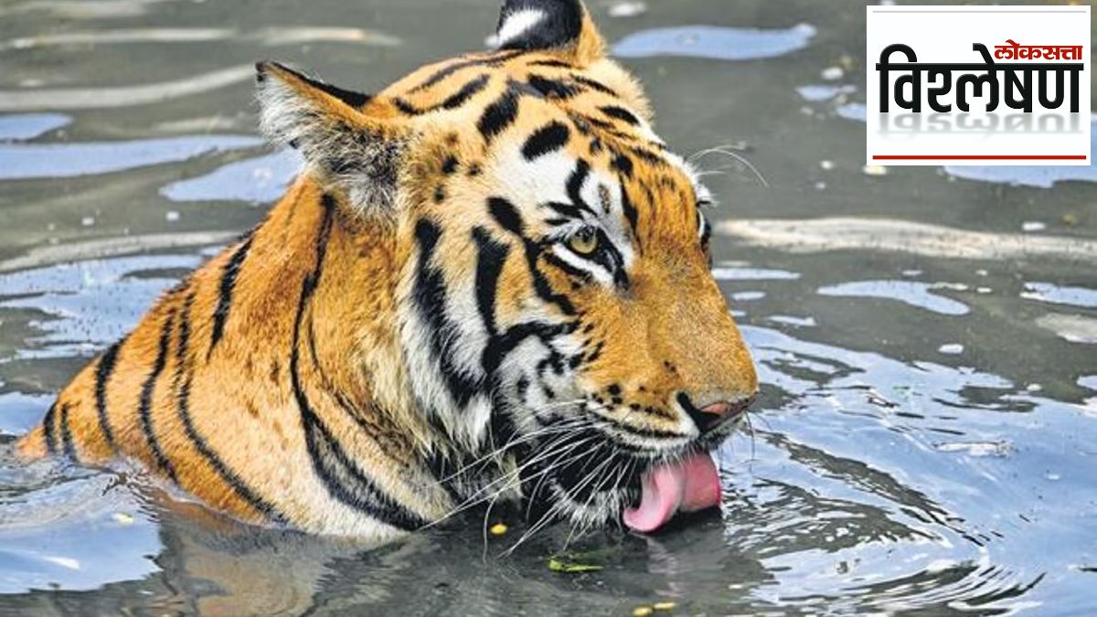 tigers population rising in india