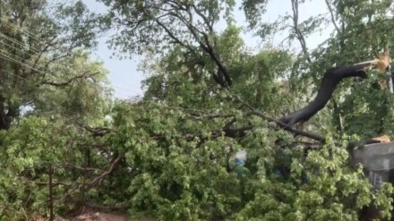 2 killed in tree fall incidents in mumbai in two consecutive days
