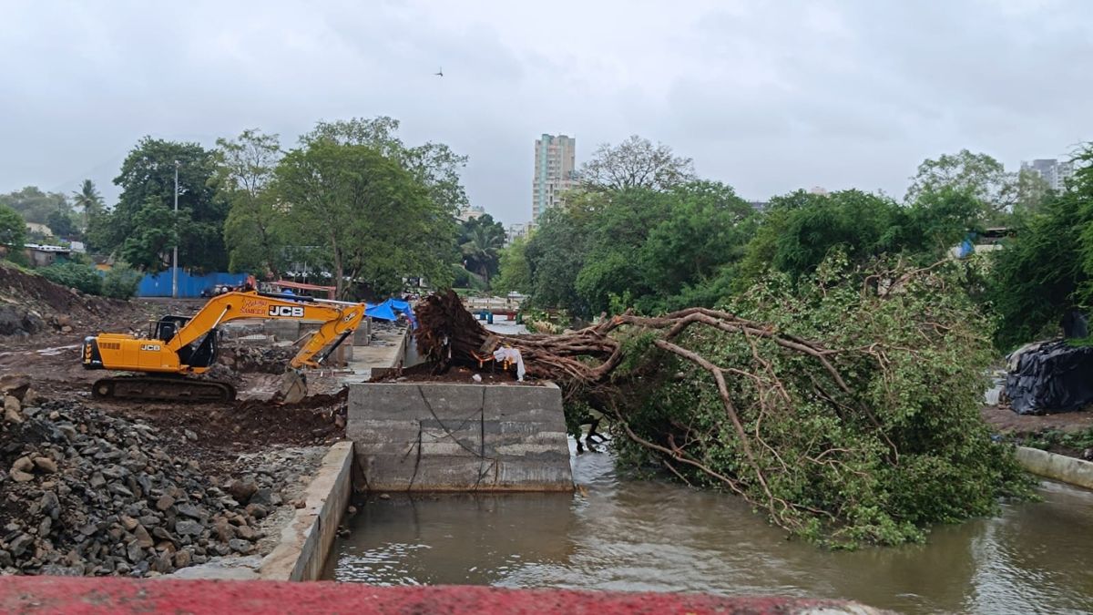 old grand tree of Valdhuni coast fell down