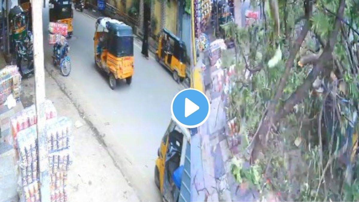 Tree falls Video Viral