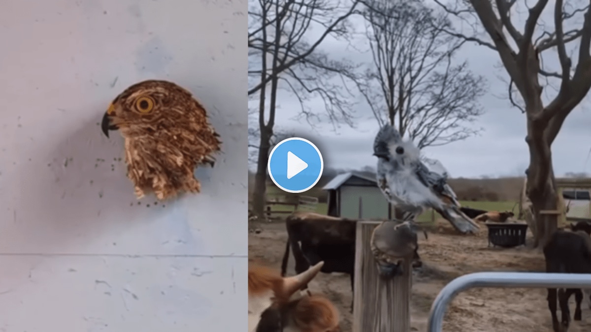 Can yo see Bird in Viral video See this magical Optical illusion