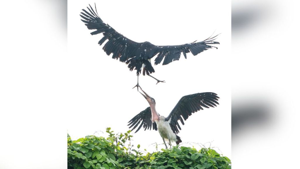Kshatrabalak in natural habitat after one month of treatment