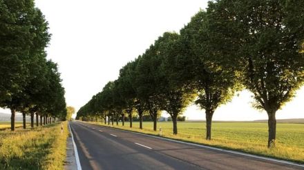 Why is information about trees in nagpur city being hidden by the municipality