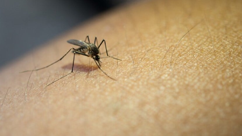 malaria causes symptoms and precautions in marathi