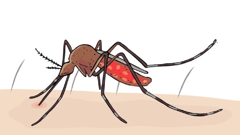 malaria causes symptoms and precautions in marathi