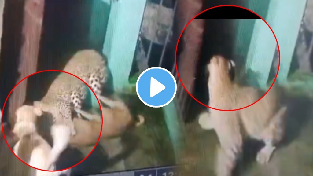 Uttarakhand leopard sneaking into Home flees after dogs attack big cat in nainital