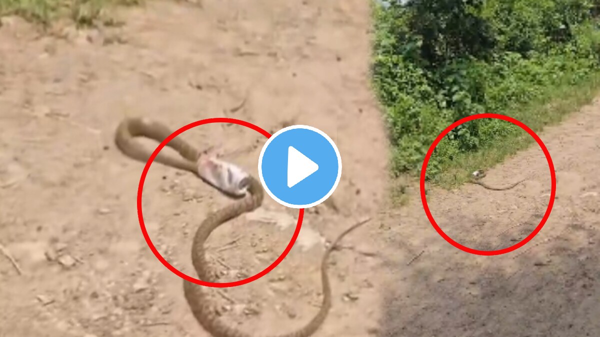Telangana Video: Snake Struggles For 3 Hours To Free Its Head From Beer Can
