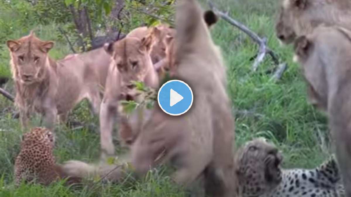 12 lions chased the leopard