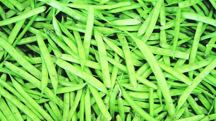 Amazing benefits of eating cluster beans 