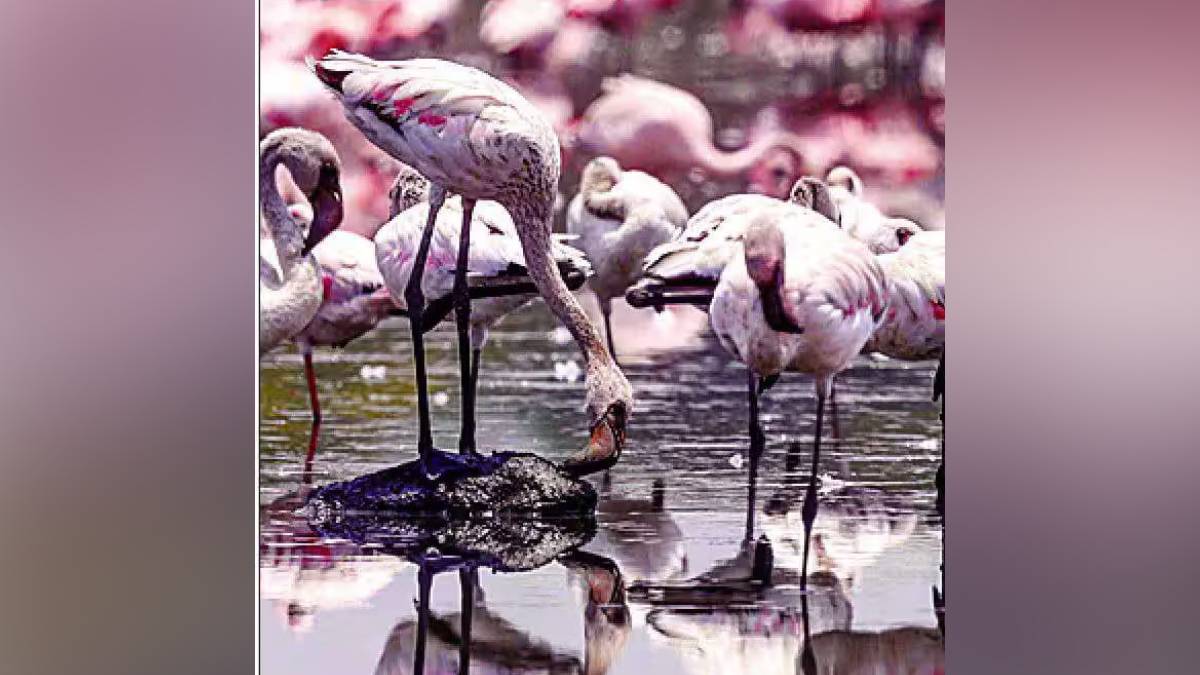 Tourism development Navi Mumbai,