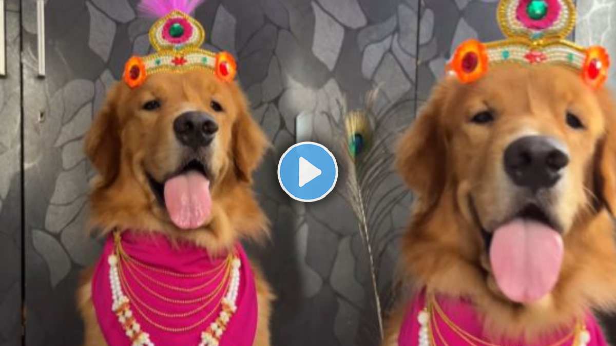 A young man dressed up a dog as Krishna made