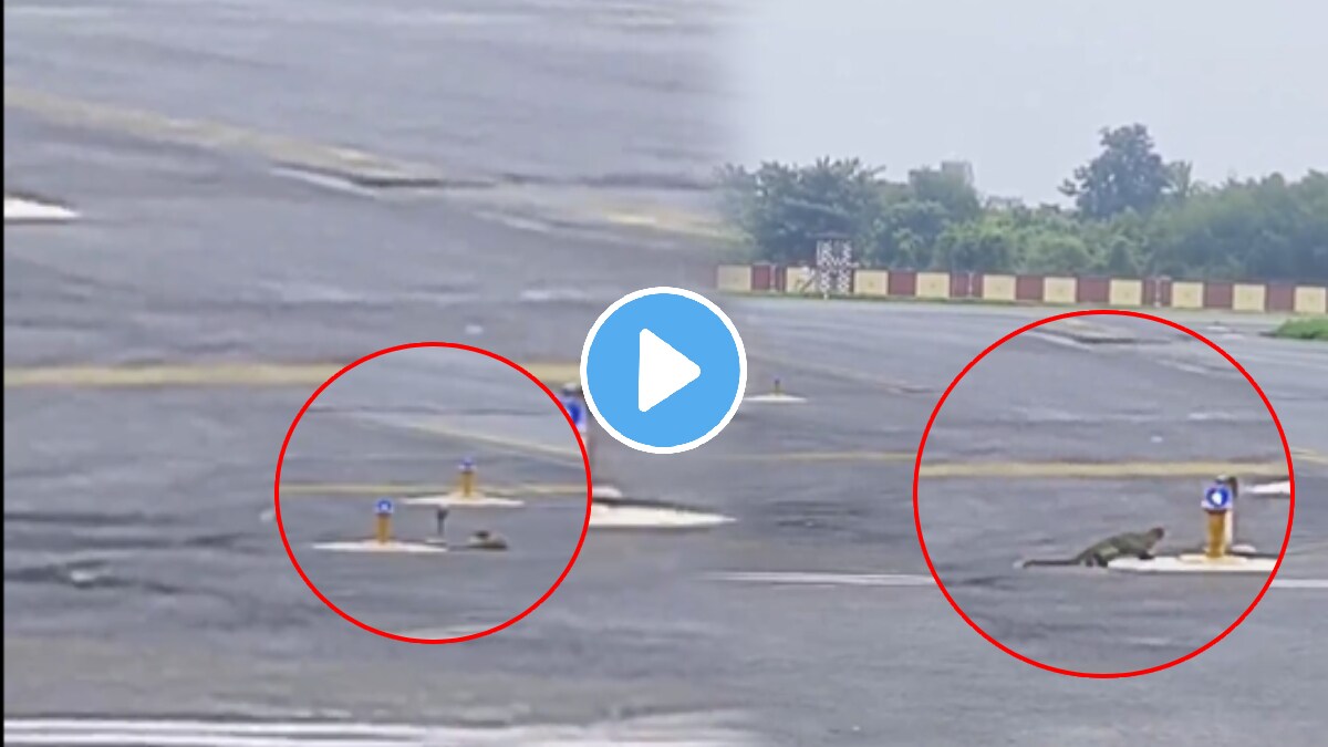 Snake vs 3 Mongooses: Watch Epic Showdown At Patna Airport Runway