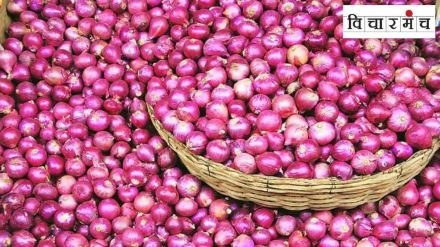 Onion Mahabank is not viable even easier viable storage of onion is possible