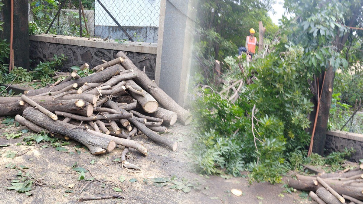 marathi news, pune maha metro, pimpari, trees chopped