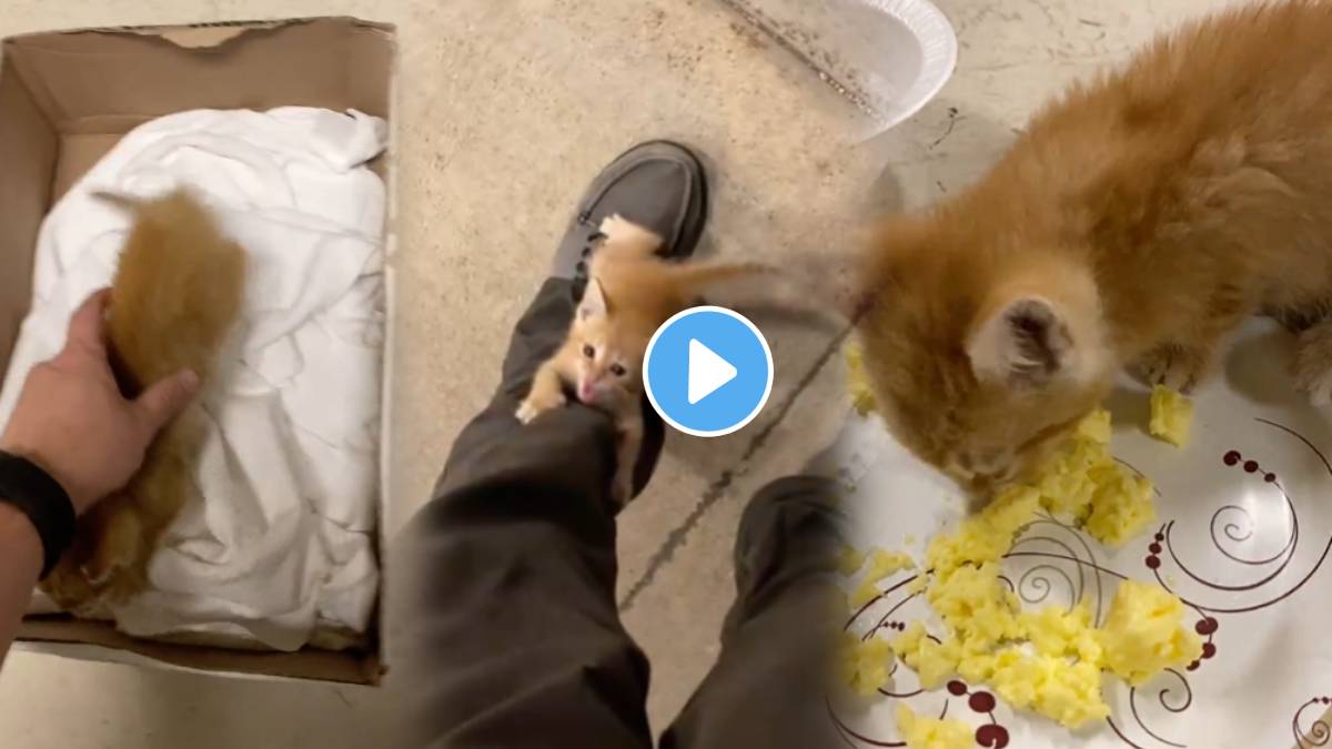 Viral Video Show The adorable story of a man and a kitten (1)