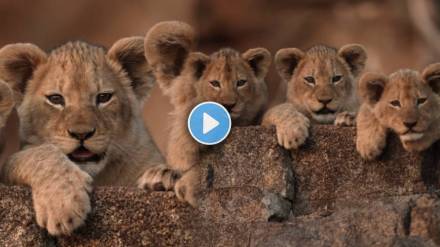 Viral video of lion cubs staring camera