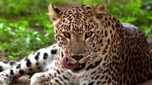 nashik nagarsol leopard marathi news