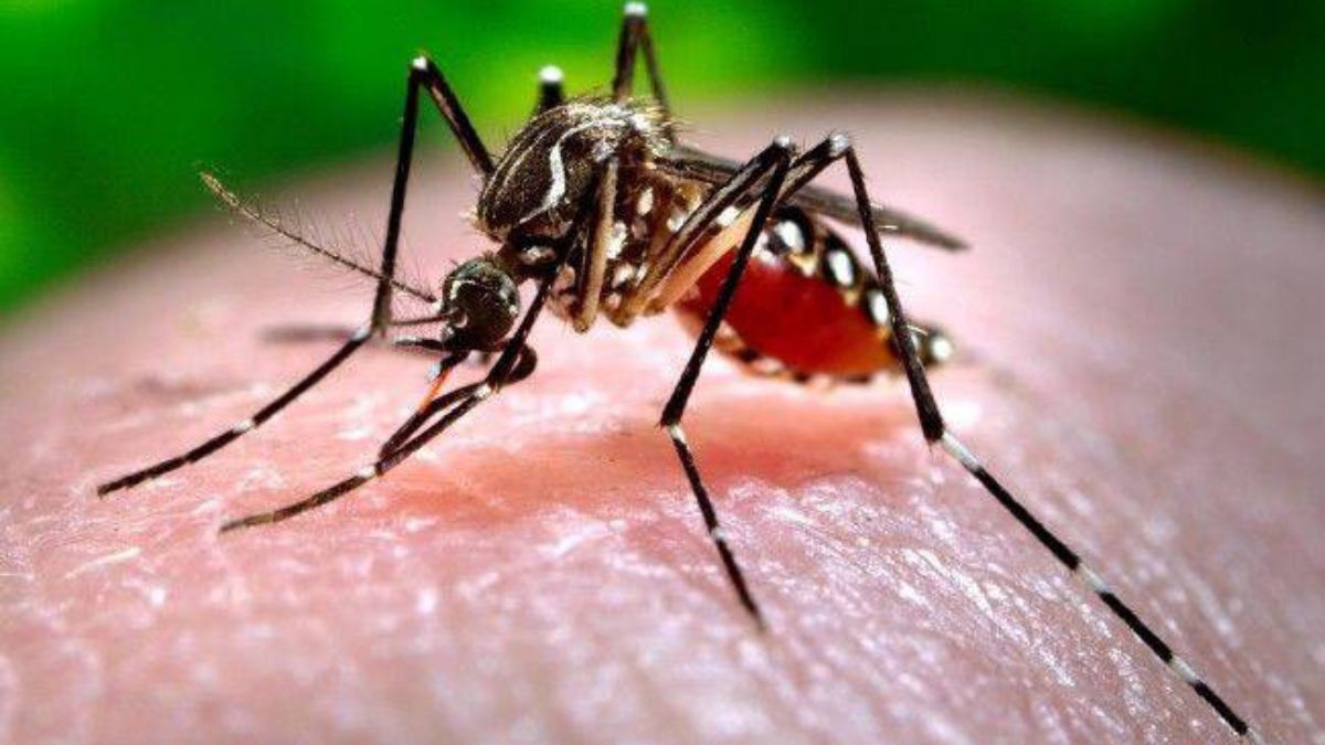 Dengue and chikungunya are not controlled people are in trouble in nagpur