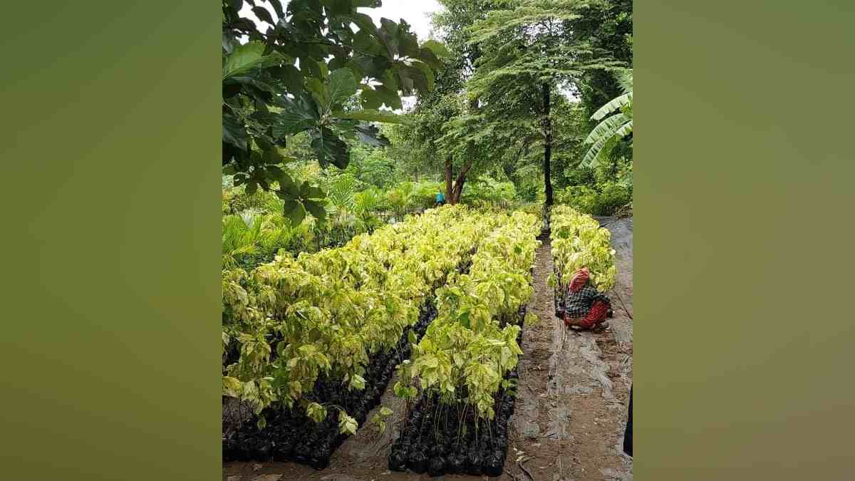 Wardha Khandre family, Wardha, nursery business, Brazil, Maldives, saplings, Snehal Kisan Nursery, forest department, tree species, international success,