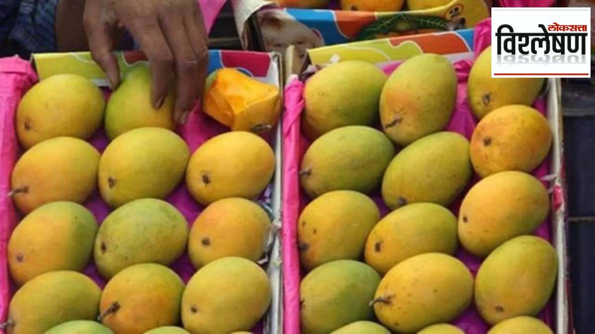 indian varieties of mango grown in china