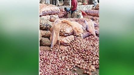 Export restrictions on onions affect producers