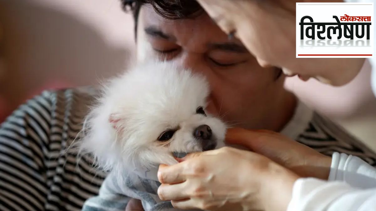 pet animals population rising china