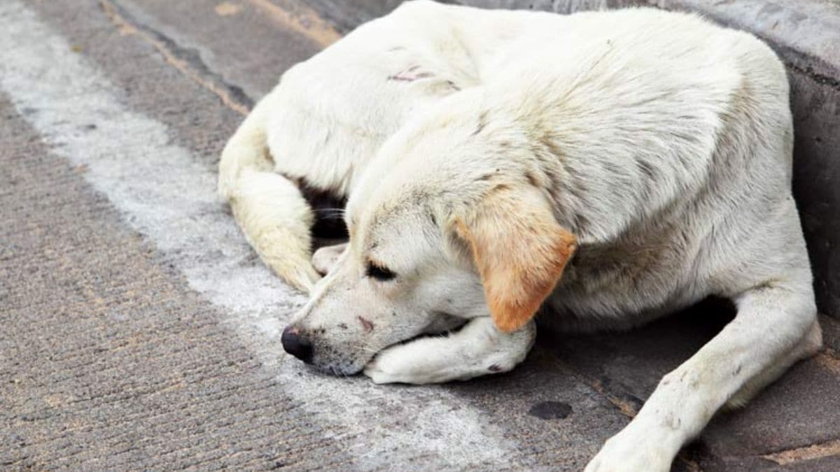 raped on dog up