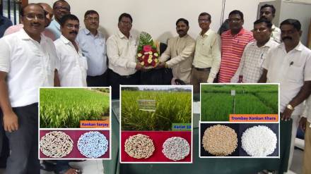 rice new variety raigad