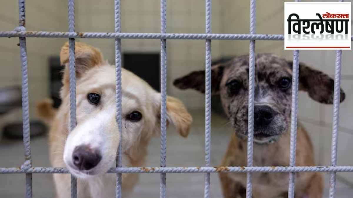 turki 40 lakh dogs death
