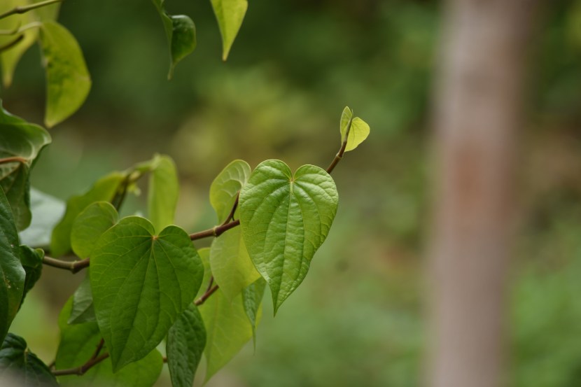 betel-leaves