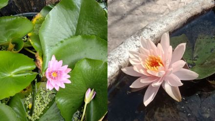 Nisargalipi For those who like water garden