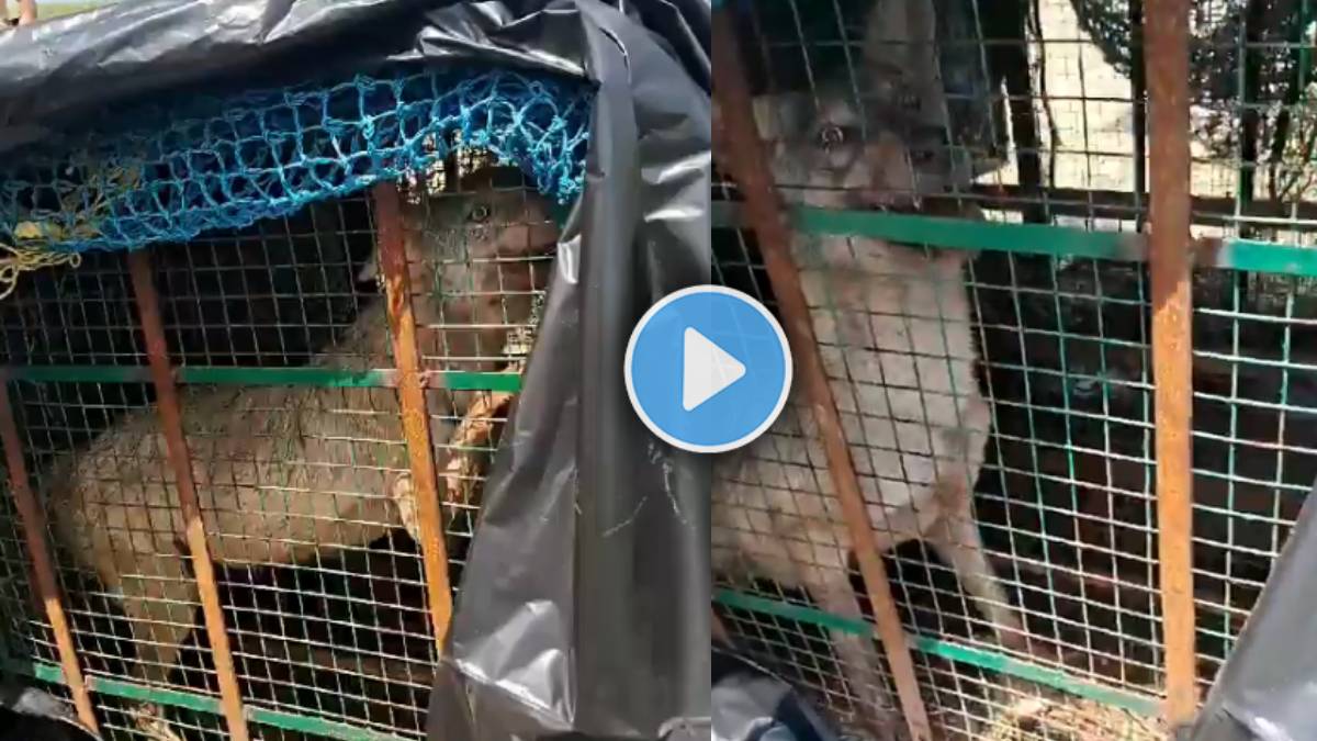 uttar pradesh Bahraich wolf terror viral video