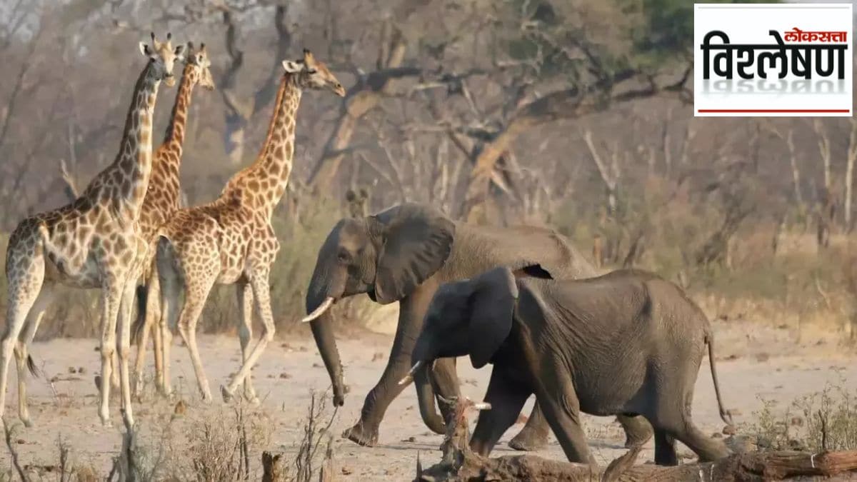 Namibia killing wild animals