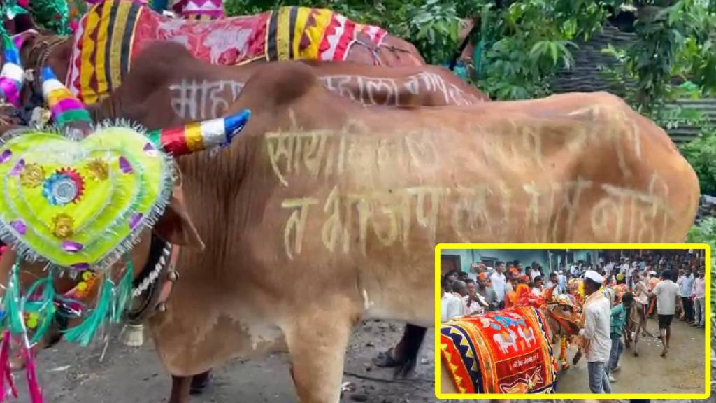 Pola festival Yavatmal, Pola farmers Yavatmal,