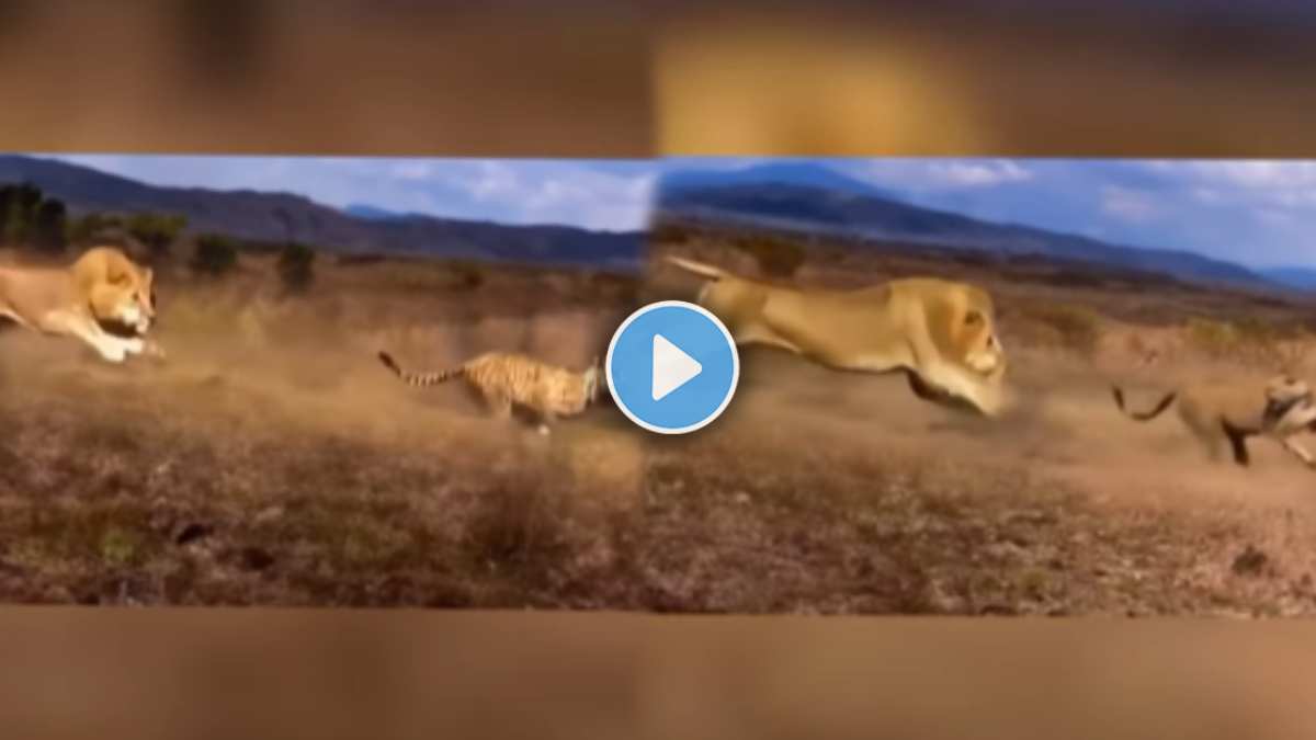 The lion came with the speed of the wind and attacked the cheetah
