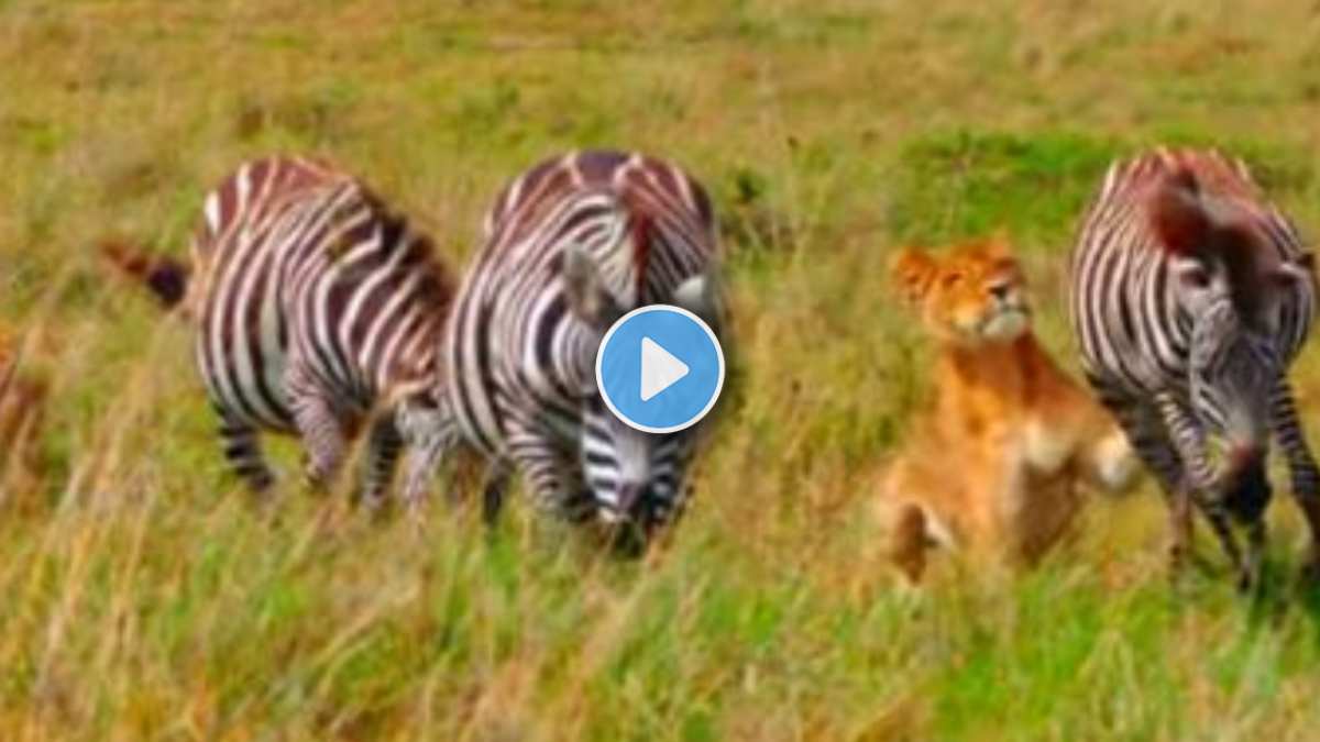 Lion to attack two Zebra