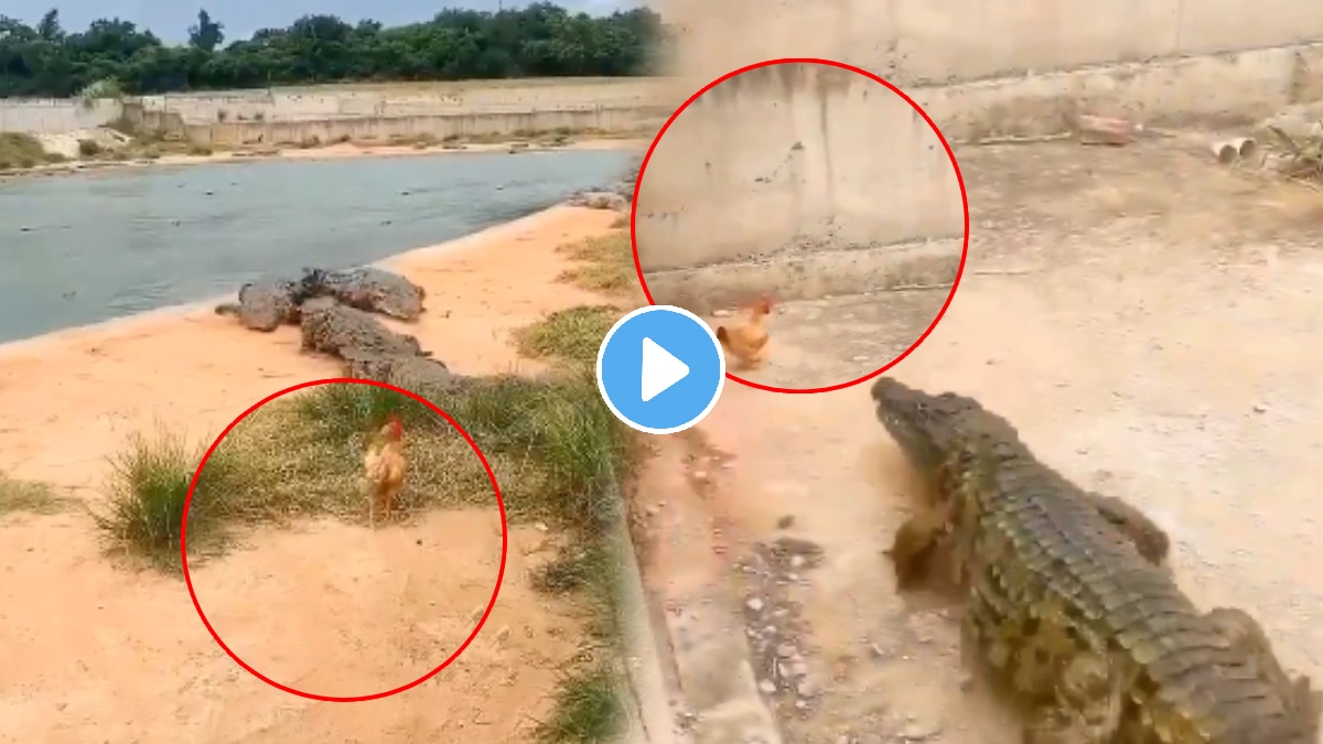 Viral video hen gave a crocodile a shock you will be shocked to see what happened next
