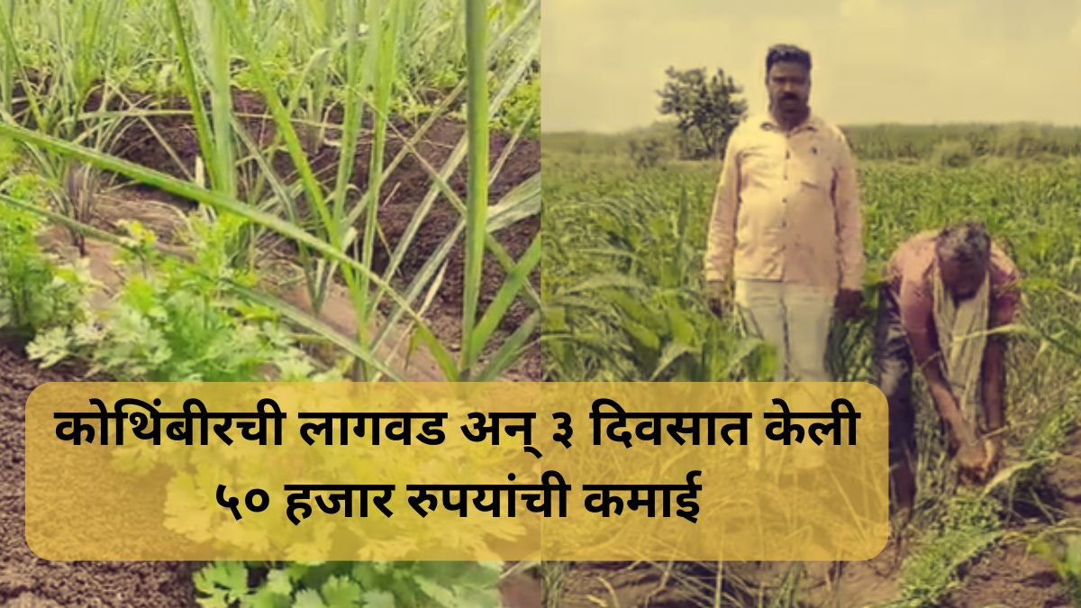solapur farmer's Success Story