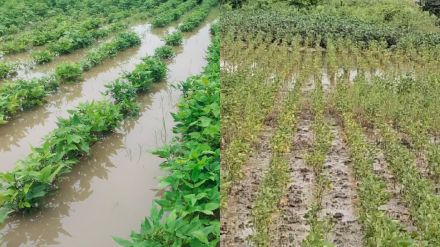 Heavy rains in Buldhana district cause severe damage to crops