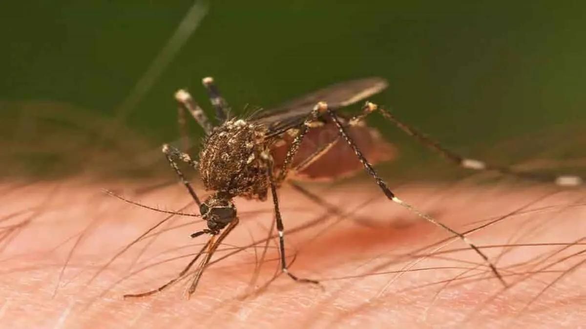 From January 1 to October 14 dengue cases increased slightly but death rate is alarming