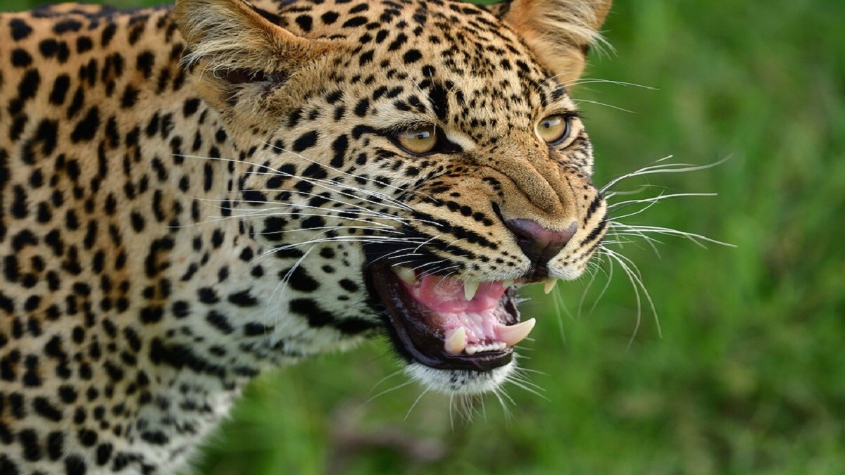 Nashik leopard attack, Nashik, Child died leopard attack,