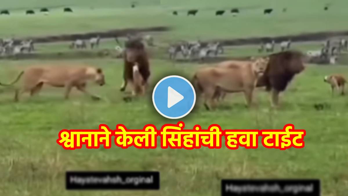 lions dog fighting viral video