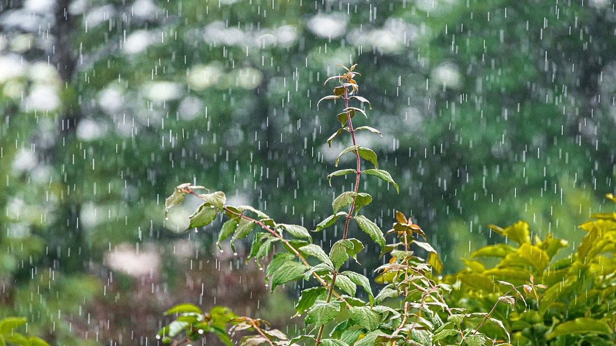Patharpunj, highest rainfall, western Maharashtra,