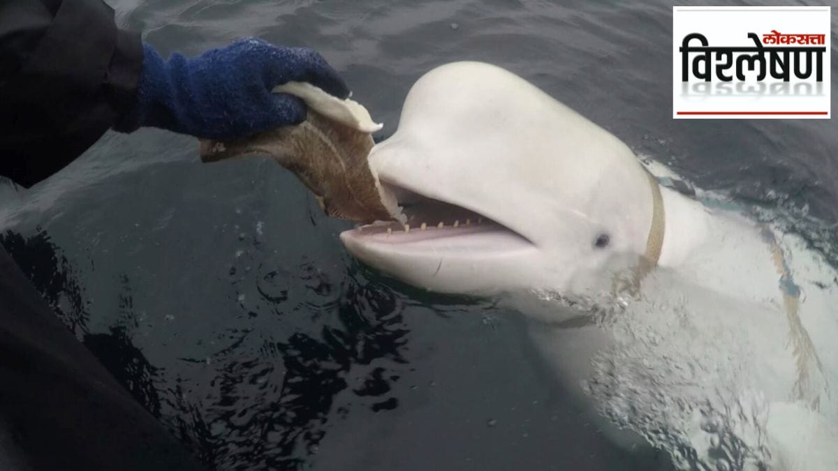 russian spy whale death